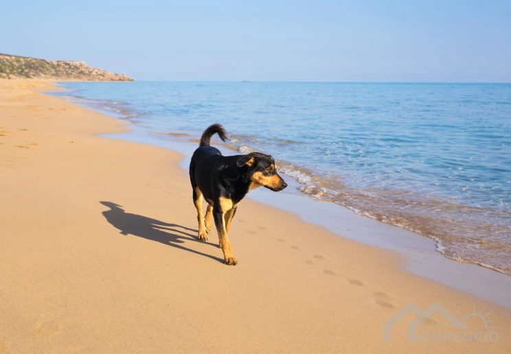 Afbeelding bij Vakantie in Spanje met hond praktische gids 2026