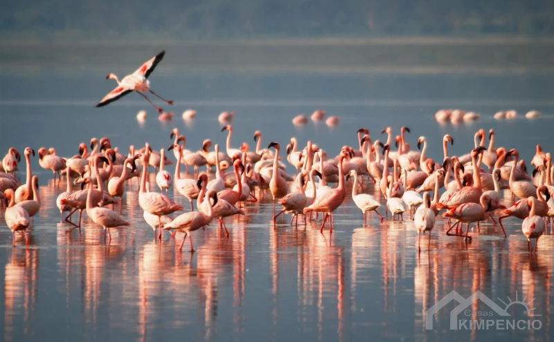 Vogels Alicante