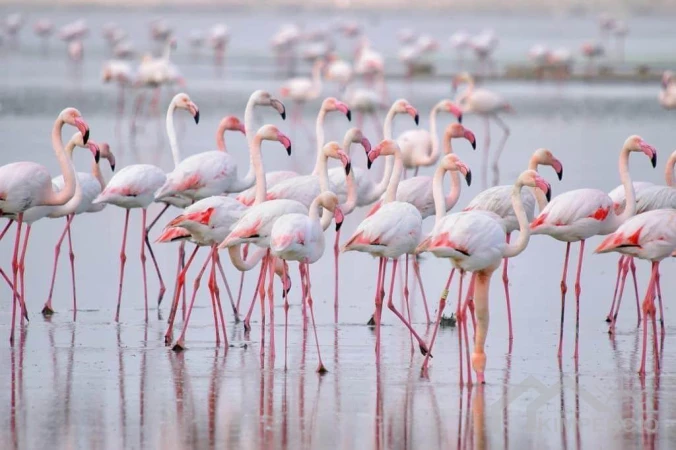 Torrevieja zoutmeren