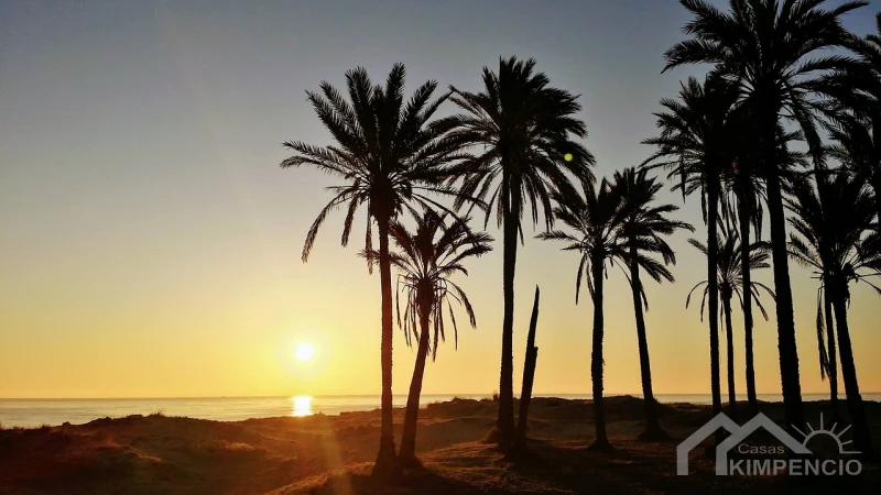 Palmbomen Torrevieja