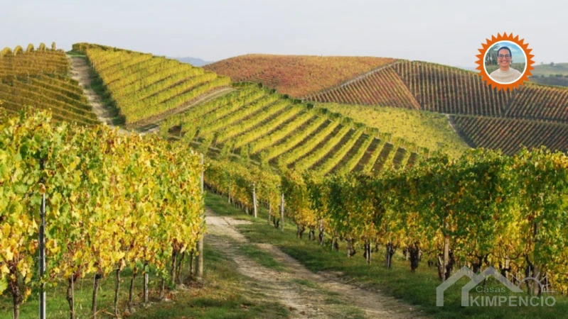 monforte del cid wijn