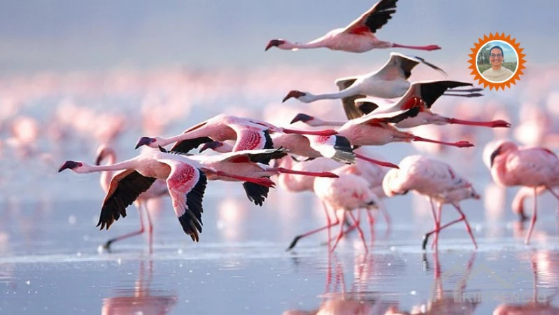 een paradijs voor vogels