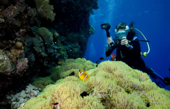 project-800-23115-pic.webp