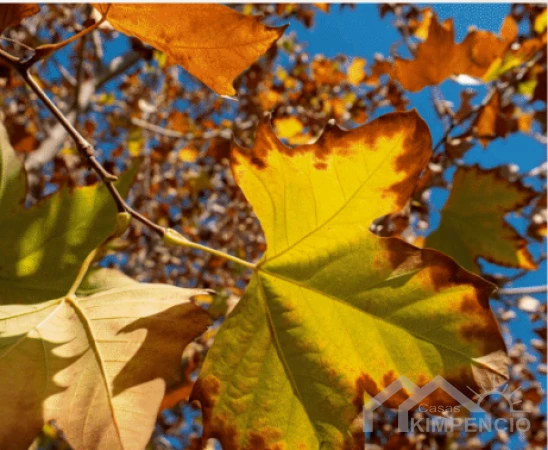 property-649-90321-pic.webp